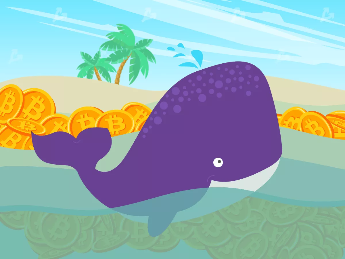 whale12.webp